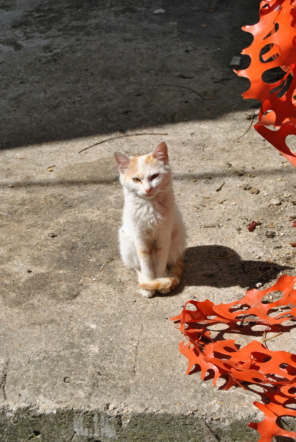 orange and white cat on gray concrete floor