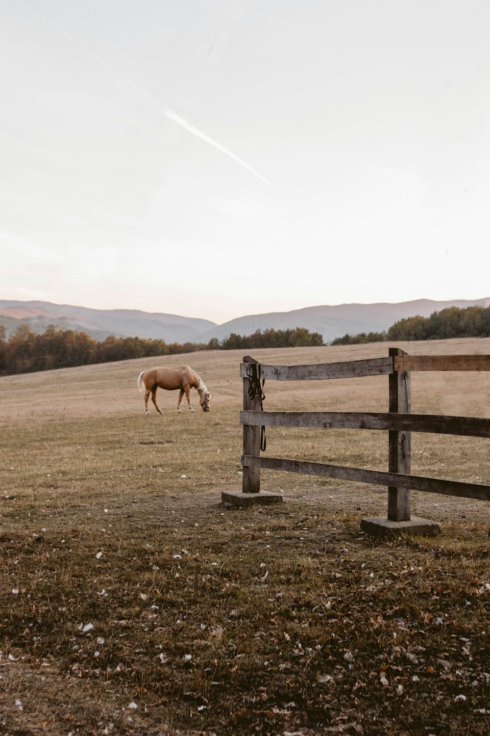 brown horse on brown field during daytime