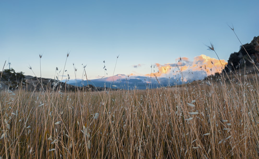 brown grass field under blue sky during daytime