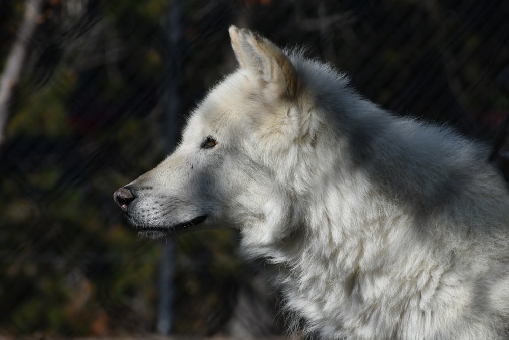 lobo branco na lente do deslocamento da inclinação