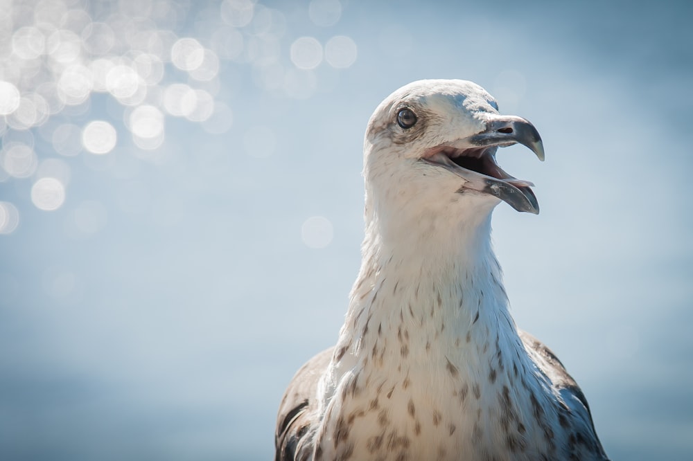 white and brown bird in close up photography