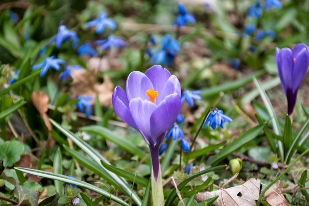 purple crocus flowers in bloom during daytime