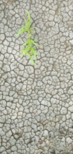 A single small green plant emerging from dry, cracked earth, indicating resilience and growth amidst harsh conditions.