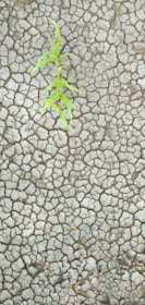A single small green plant emerging from dry, cracked earth, indicating resilience and growth amidst harsh conditions.