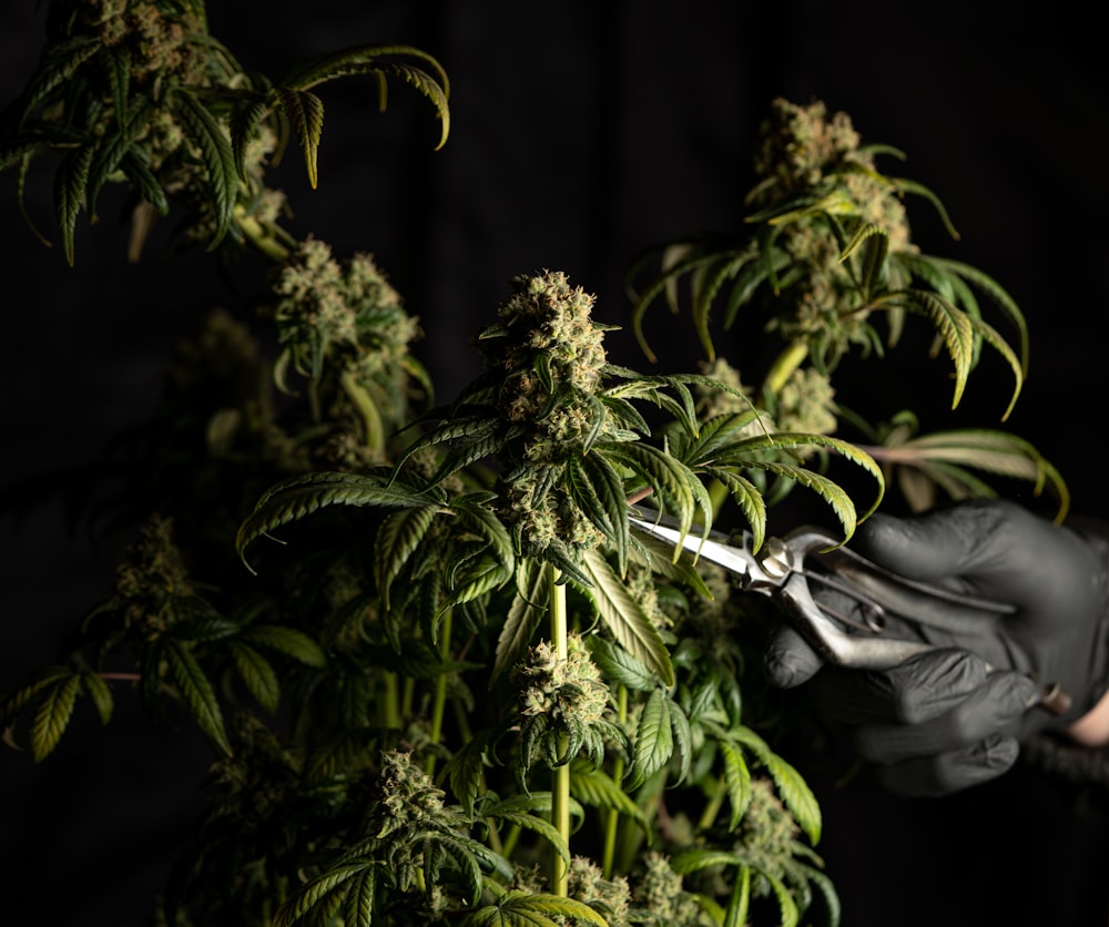 man in black leather jacket and gray pants standing beside green plant