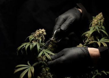 person in black leather gloves trimming cannabis bud