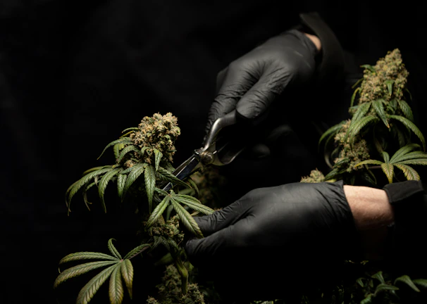 Close-up of a member's hands gently trimming cannabis flowers with precision.
