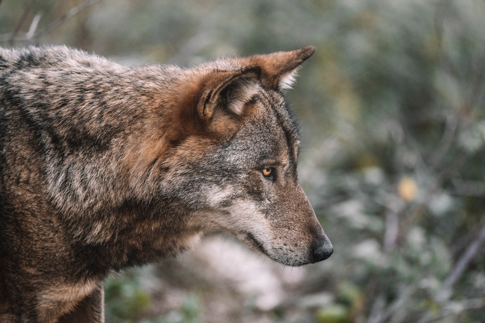 brown and black wolf in tilt shift lens