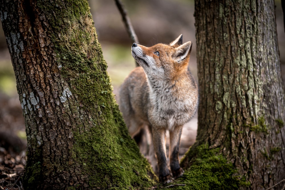 brown fox on green moss