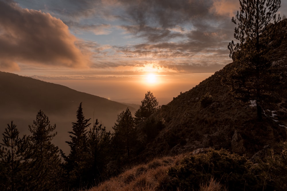 silhouette of trees on mountain during sunset