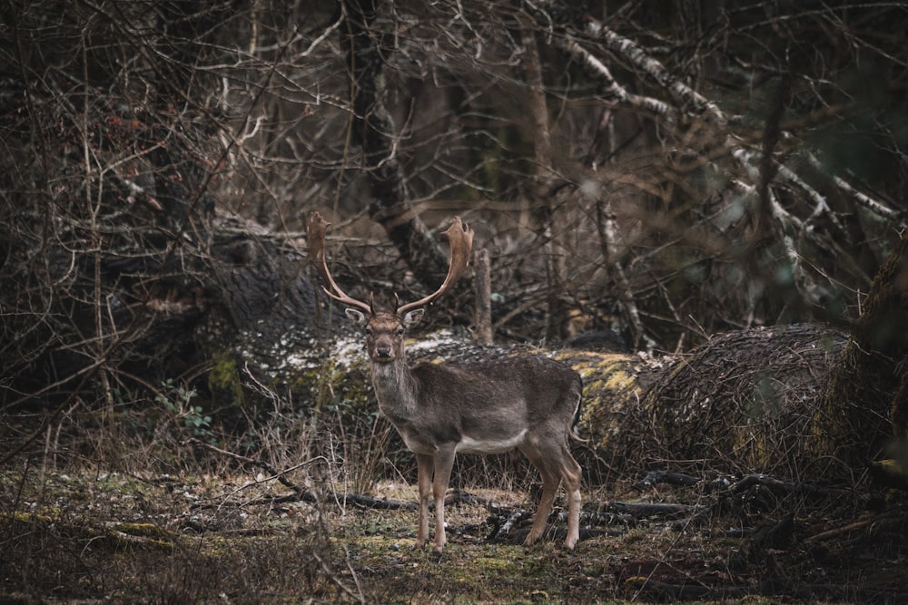 cerf brun sur l’herbe brune pendant la journée