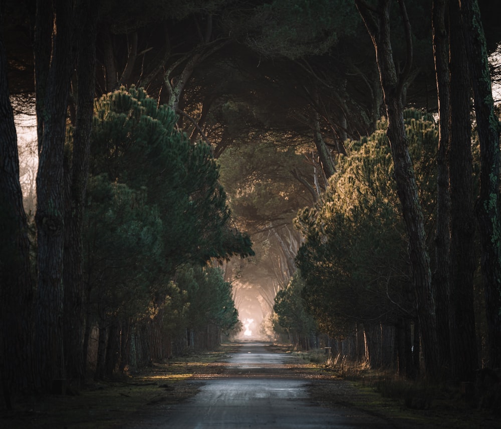 empty road in the middle of trees