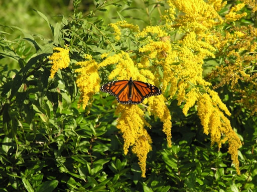 monarch butterfly perched on yellow flower during daytime