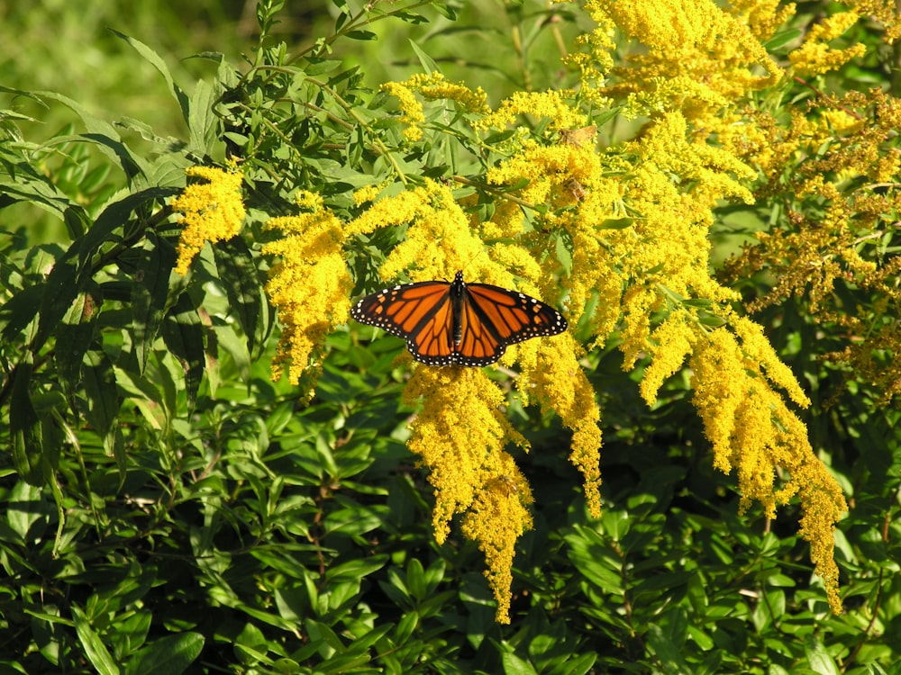 monarch butterfly perched on yellow flower during daytime