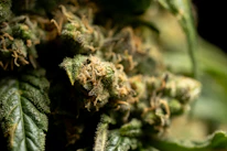 Close-up of hands carefully selecting fresh cannabis buds with visible trichomes.