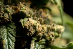 Close-up of cannabis plant leaves with visible trichomes under a microscope.