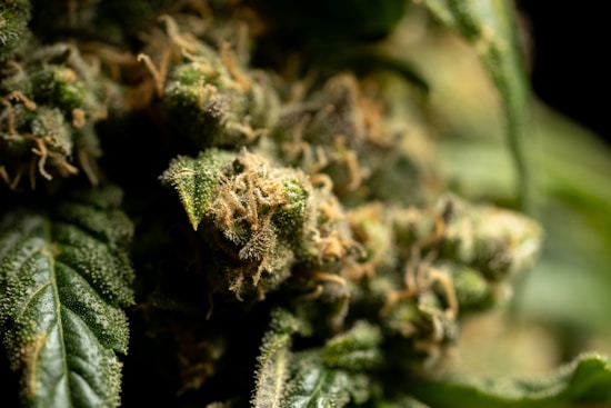 Close-up of a cannabis plant, displaying detailed buds with visible trichomes and surrounding green leaves. The buds appear dense with layers of fuzzy textures.