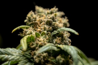 Close-up of a cannabis bud with green leaves and trichomes on a dark background. The bud appears dense with curly, orange hairs intertwined with the green leaves and crystal-like trichomes.