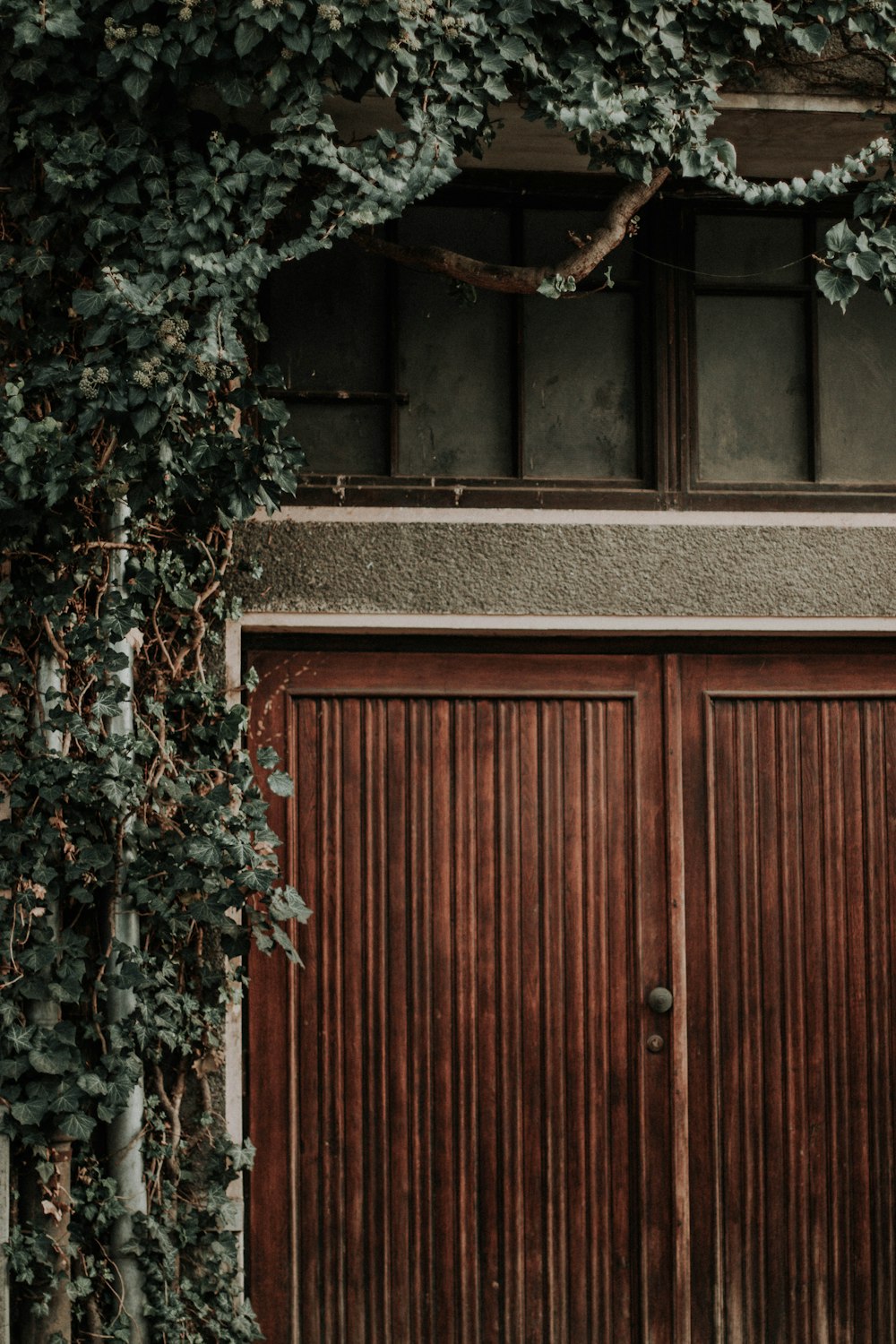 brown wooden door beside green plant