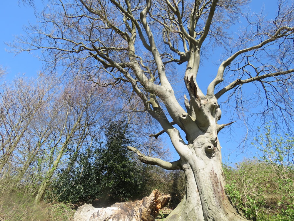 brown tree trunk on brown ground during daytime