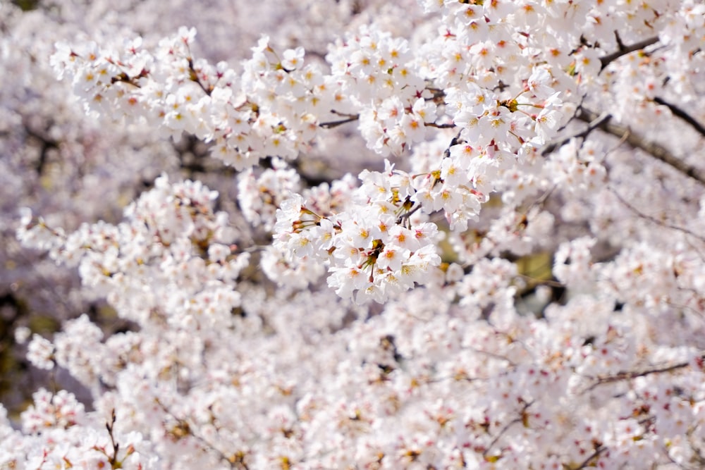 회색 모래에 흰 꽃