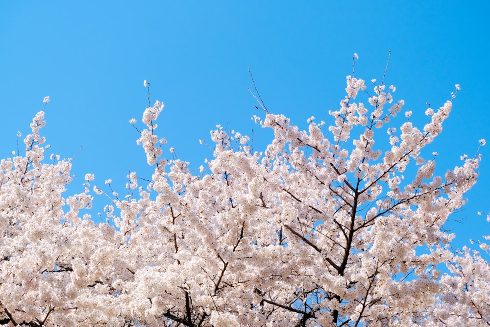 cerisier blanc en fleurs sous le ciel bleu pendant la journée
