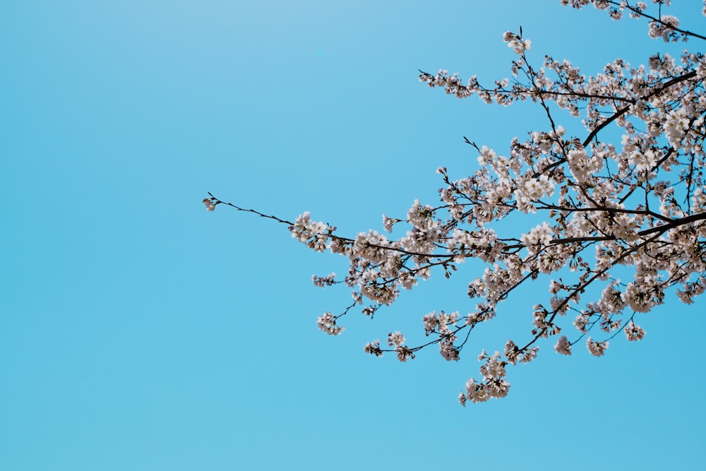 white cherry blossom under blue sky during daytime