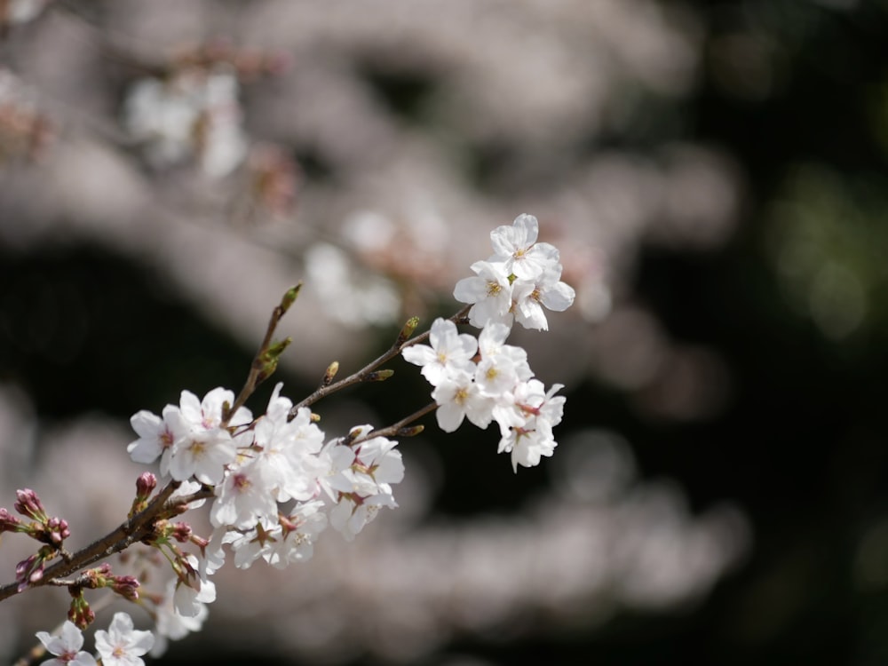 white cherry blossom in close up photography