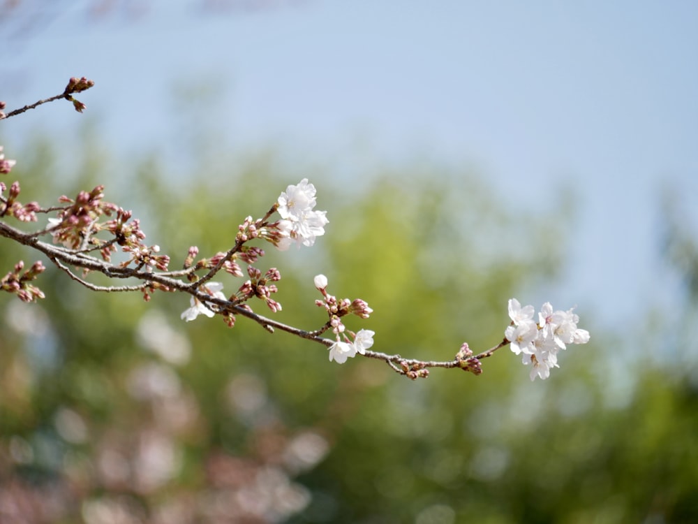 white cherry blossom in close up photography