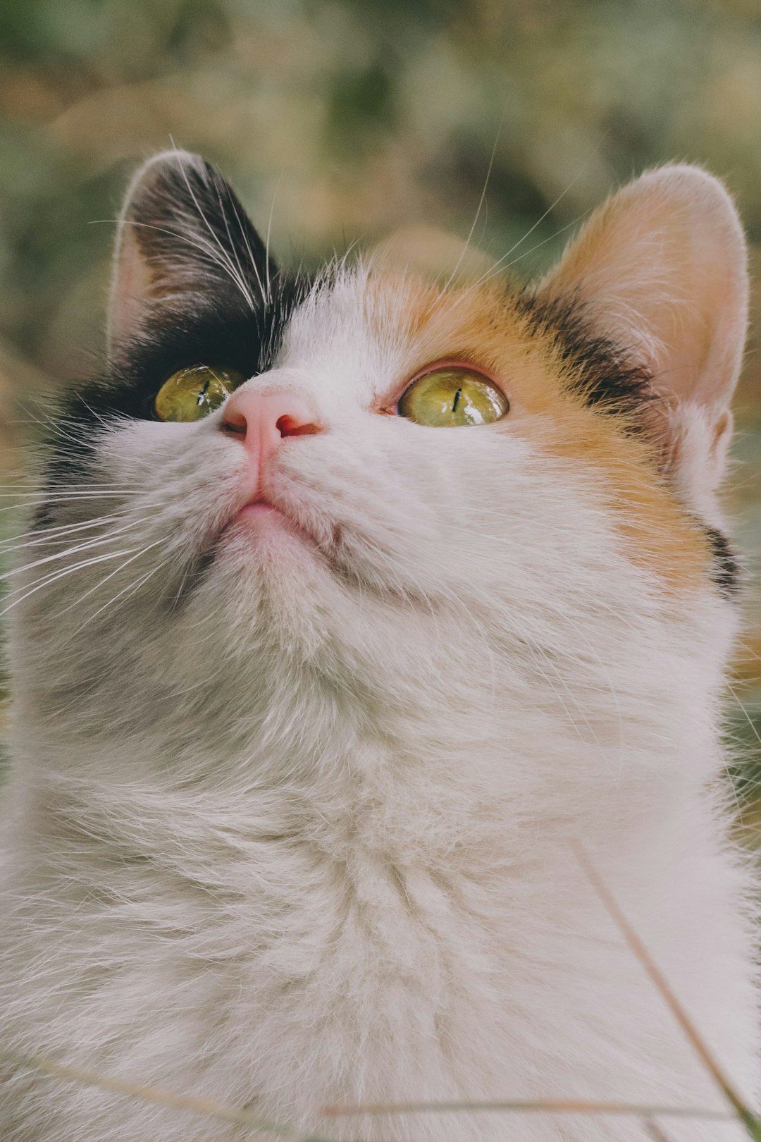 white and orange cat with yellow eyes