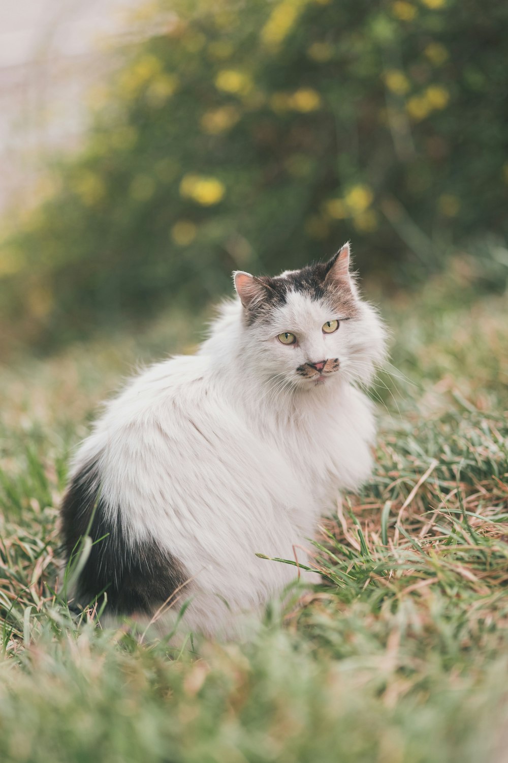 white and black cat on green grass during daytime