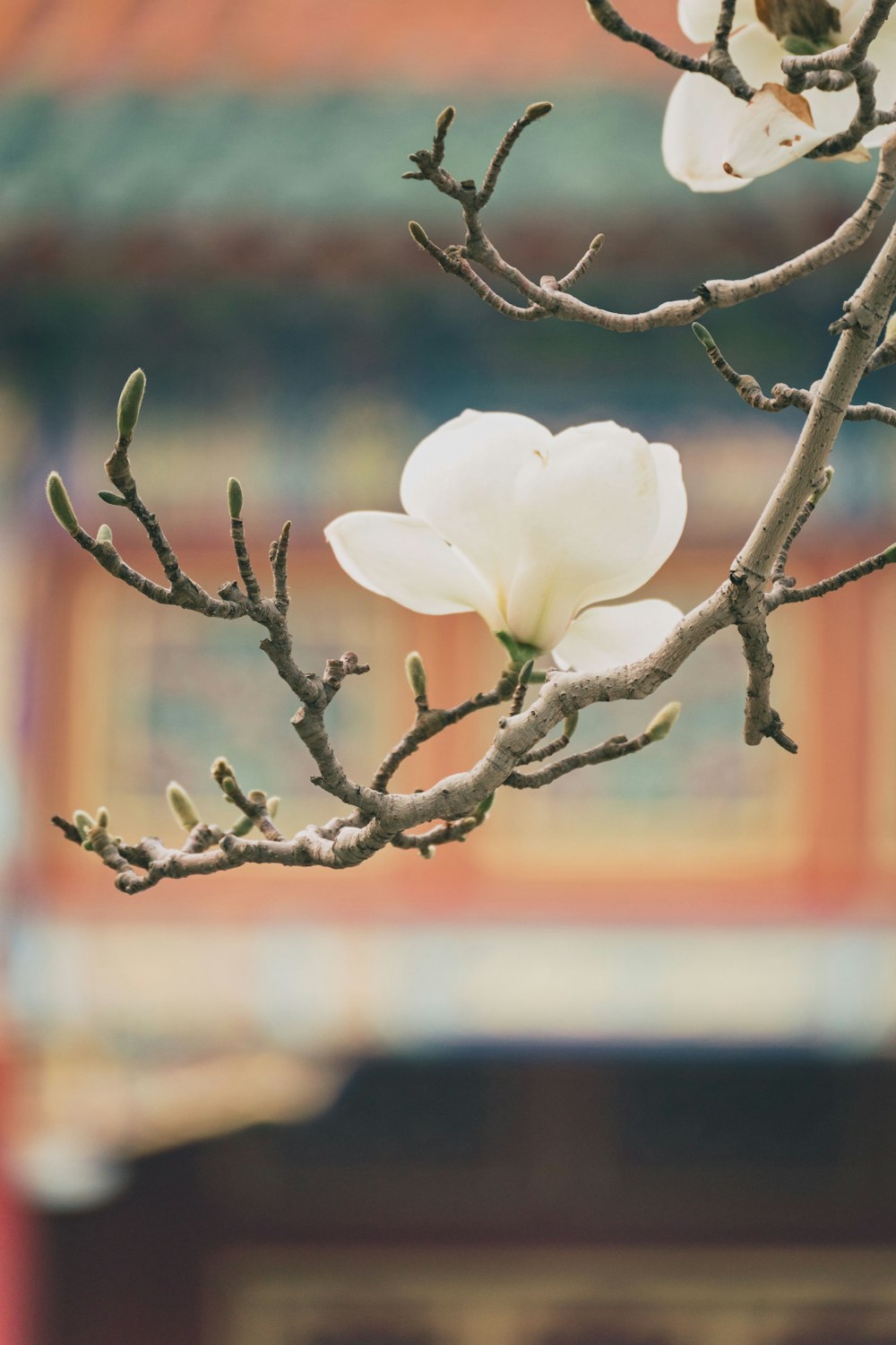 white flower on brown tree branch