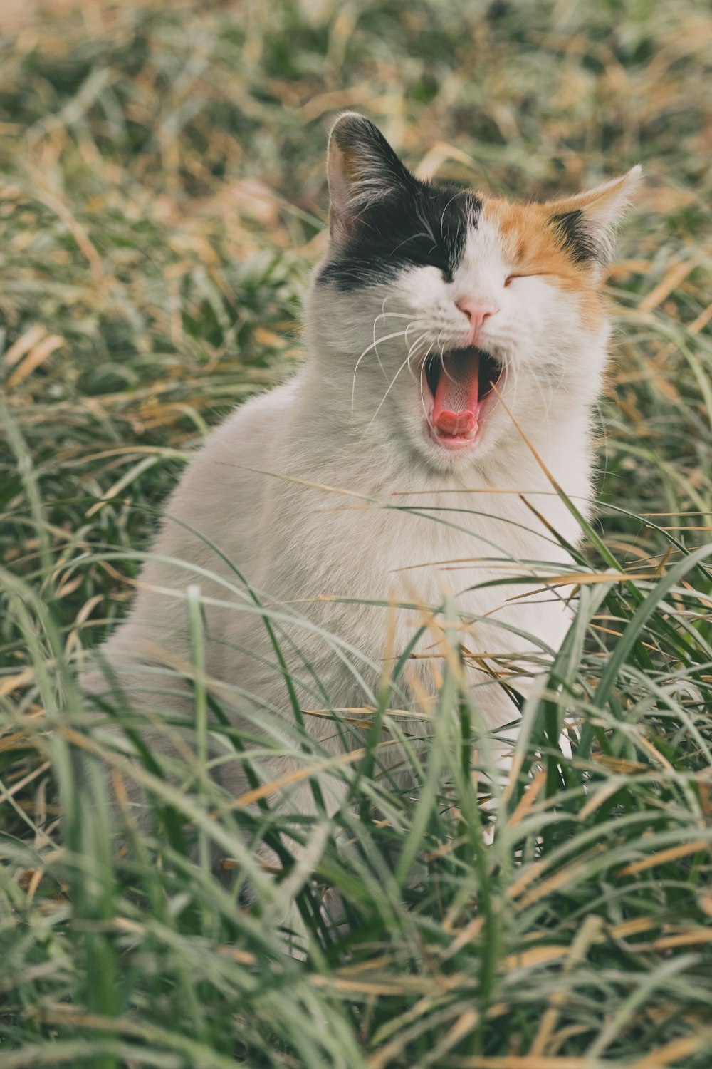 white and brown cat on green grass