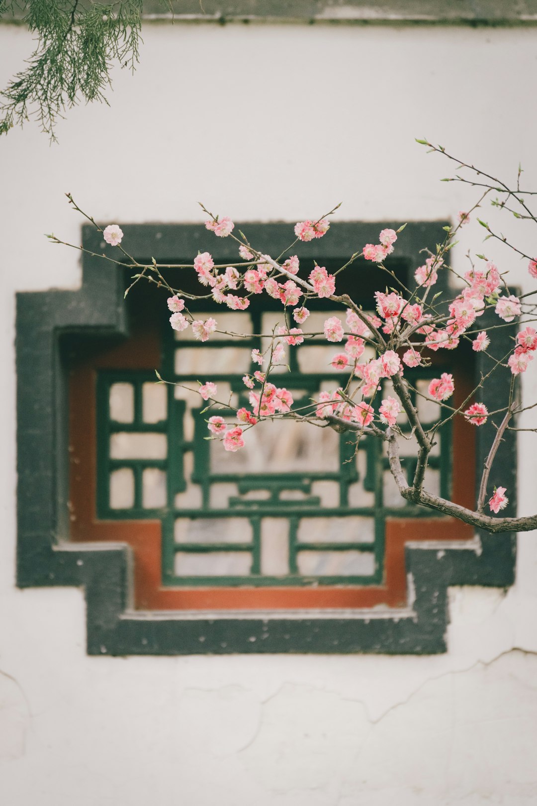 pink flowers on white wall