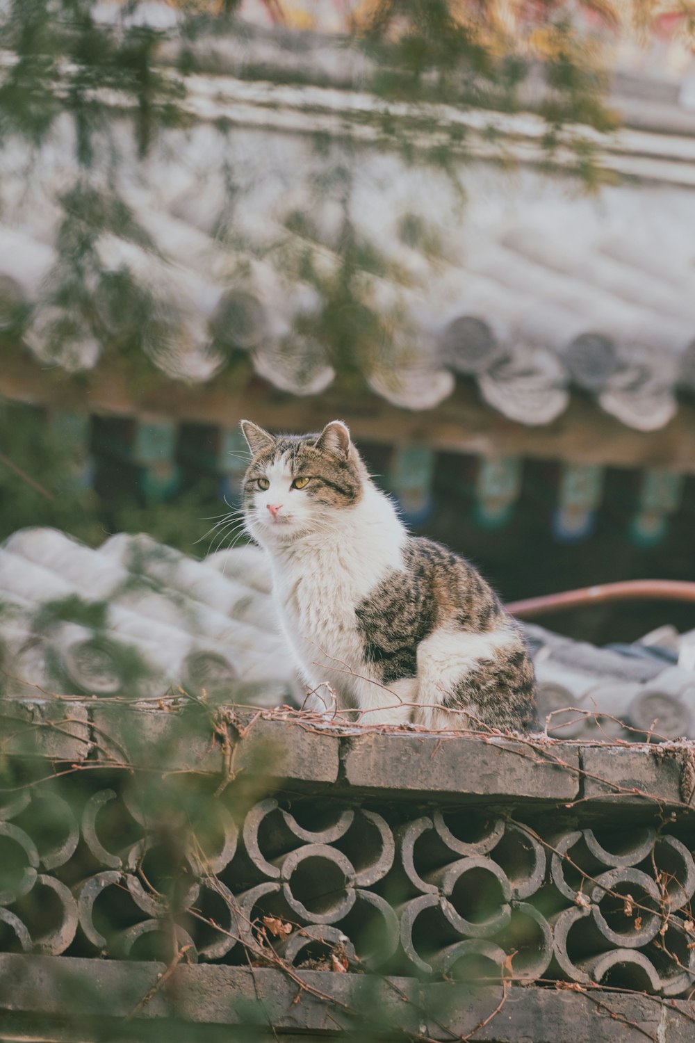 white and brown cat on brown metal fence during daytime