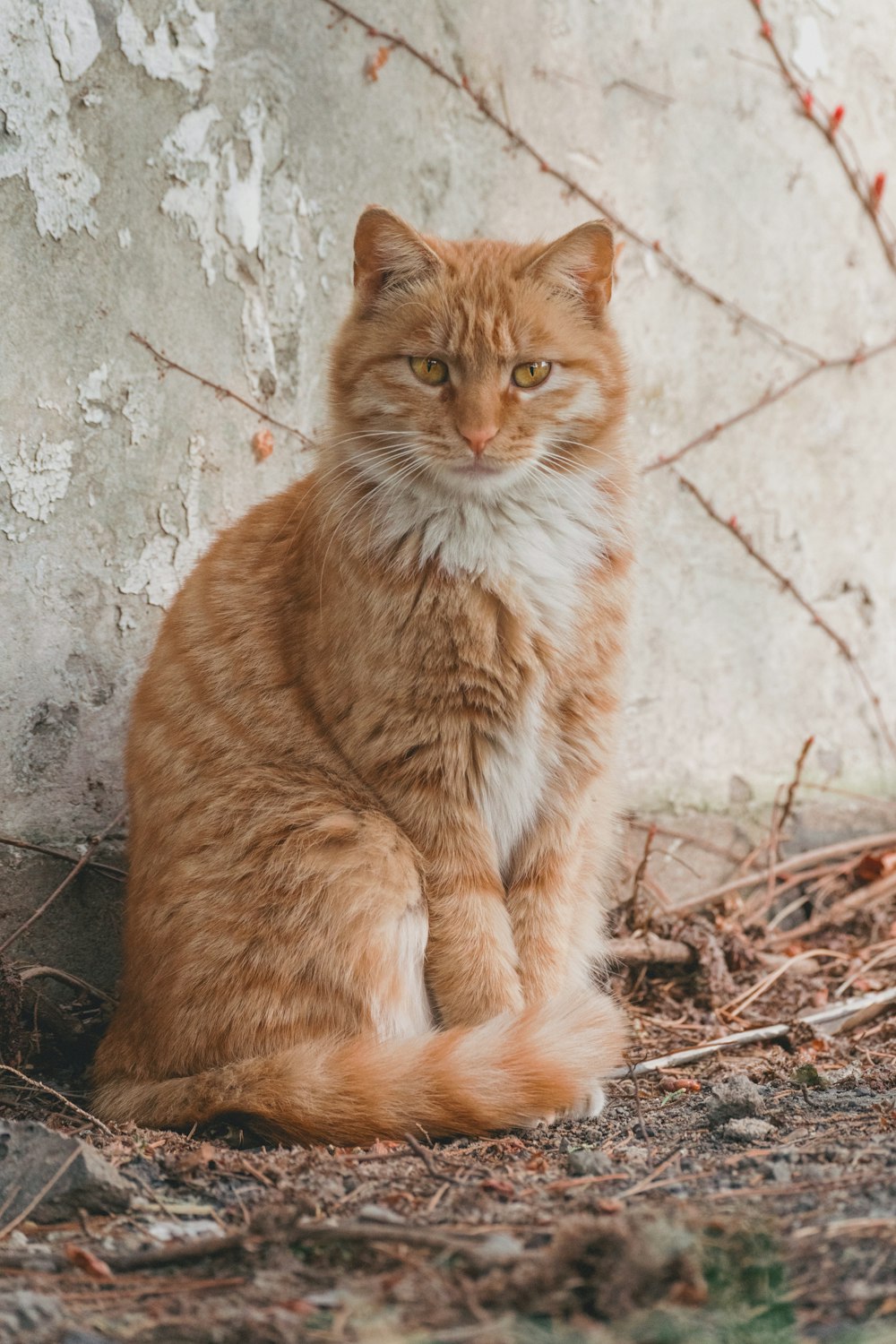 orange tabby cat on brown dried leaves