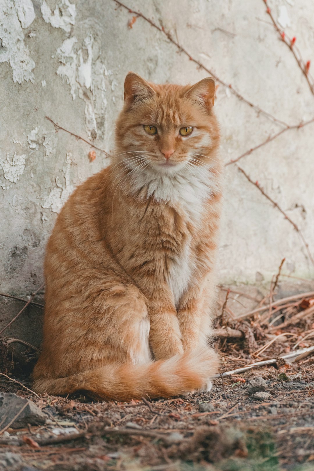 orange tabby cat on brown dried leaves