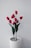 red tulips in white ceramic vase