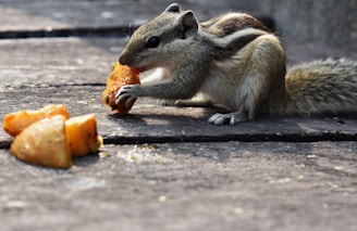 brown and white squirrel eating nut on black wooden table