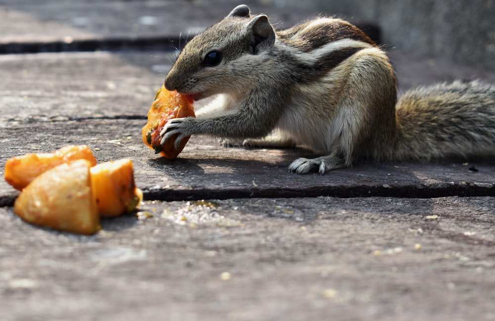 brown and white squirrel eating nut on black wooden table