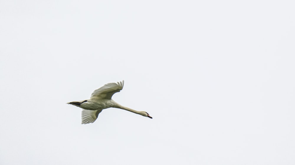 white bird flying during daytime