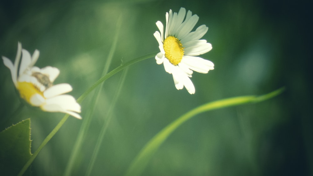 white daisy in bloom during daytime