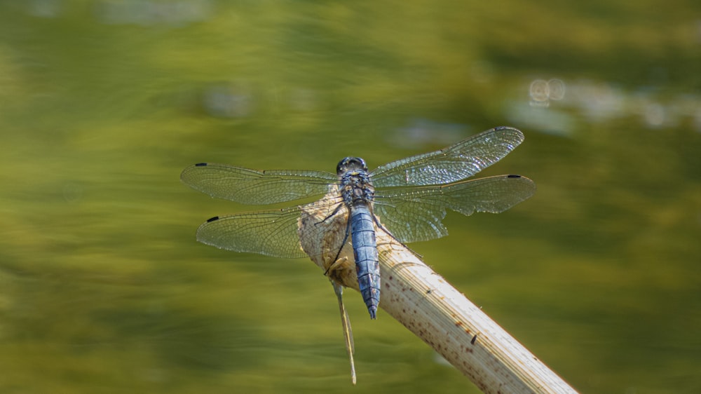 libélula azul y marrón posada en un palo de madera marrón en la fotografía de primer plano durante el día