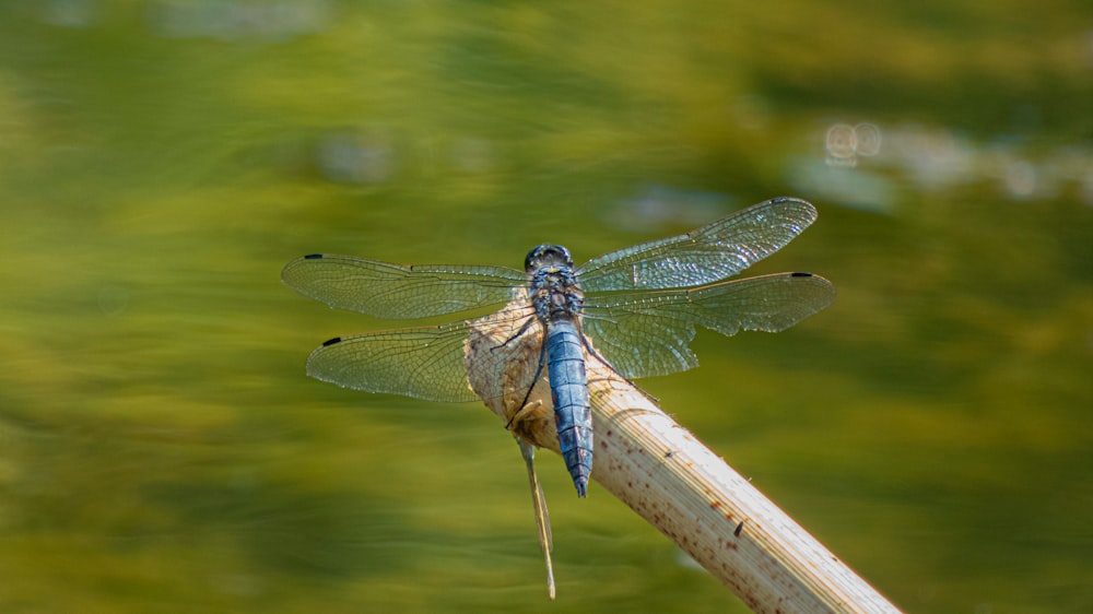 blue and brown dragonfly perched on brown wooden stick in close up photography during daytime