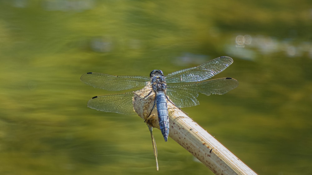 libellula blu e marrone appollaiata su un bastone di legno marrone in fotografia ravvicinata durante il giorno