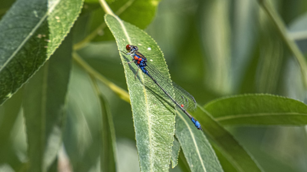 blue and black dragonfly on green leaf