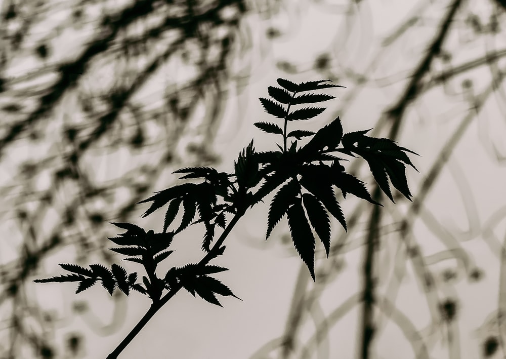 grayscale photo of leaves during daytime