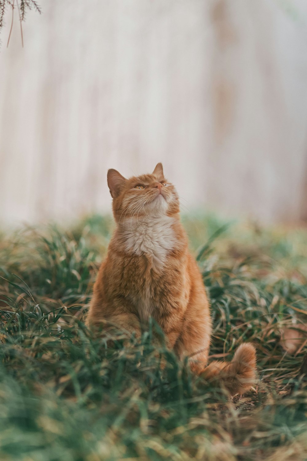 낮 동안 푸른 잔디에 오렌지 얼룩 고양이