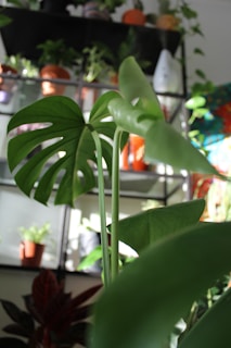 Close-up of a vibrant natural monjauro plant glowing under sunlight in a rustic kitchen setting