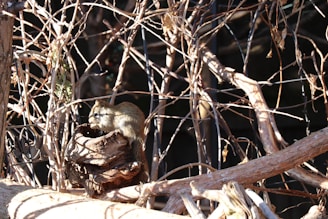 Technician setting up rodent traps in a residential attic at dusk.